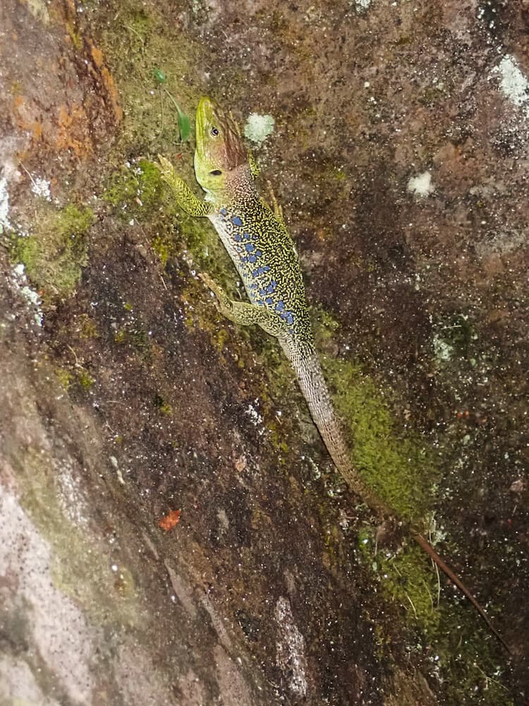Lézard ocellé.